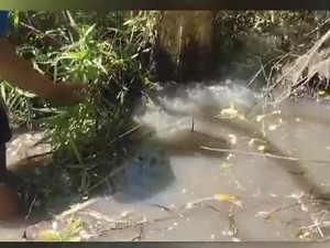 Fenomena Air Tiba-tiba Menyembur dari Bawah Pohon Klampis di Bojonegoro