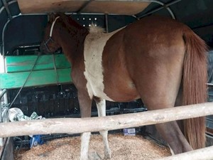 4 Pencuri Kuda di Kupang Ditangkap, 1 Residivis Ditembak Polisi