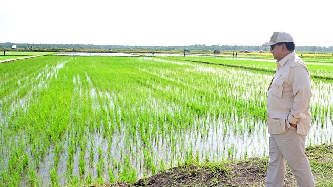 Pupuk Dunia Melonjak, Prabowo Malah Turunkan Harga Pupuk Subsidi 20%