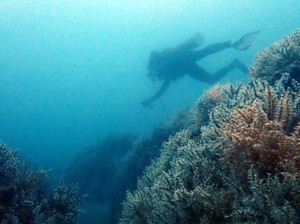 PT Timah Tenggelamkan Ratusan Artificial Reef, Begini Dampaknya