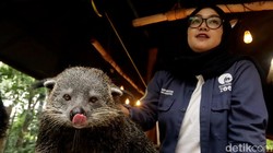 Kenalan dengan Binturong Penghuni Kebun Binatang Bandung