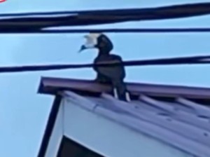 Viral Burung Enggang Kondisi Mulut Dilakban, Damkar Samarinda Evakuasi