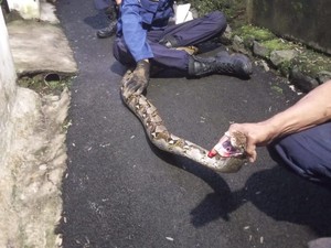 Ular Sanca 3 Meter Nangkring di Pohon, Warga Bogor Lapor Damkar