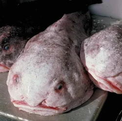 Hewan Terjelek Sedunia, Ikan Ini Menang Penghargaan di Selandia Baru