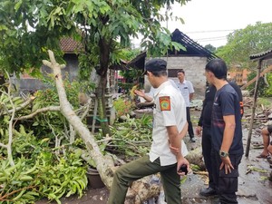Puting Beliung Terjang Dua Lokasi di Jembrana, Rumah Warga Rusak
