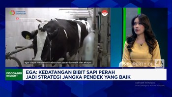 Video: 1.250 Bibit Sapi Perah Impor Tiba, Produksi Susu RI Meroket?