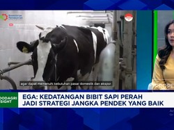 Video: 1.250 Bibit Sapi Perah Impor Tiba, Produksi Susu RI Meroket?