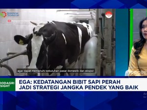 Video: 1.250 Bibit Sapi Perah Impor Tiba, Produksi Susu RI Meroket?
