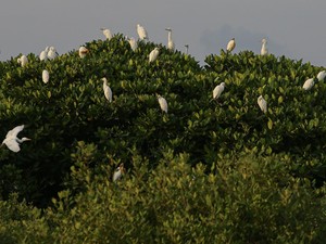 Tanggul Laut Raksasa Mau Dibangun Sebagian Pakai Mangrove, Ini Kriterianya