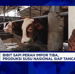 Video: Pabrik Lebih Untung Impor Susu, Nasib Peternak Sapi Terancam