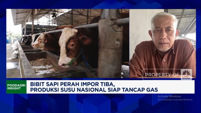 Pabrik Lebih Untung Impor Susu, Nasib Peternak Sapi Terancam