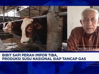Video: Pabrik Lebih Untung Impor Susu, Nasib Peternak Sapi Terancam