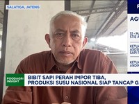 Vidoe: Peternak: RI Butuh Impor 1 Juta Sapi Perah Demi Swasembada Susu