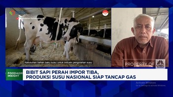 Video: Peternak Rakyat Mengeluh Tak Dapat Jatah Dari Sapi Perah Impor