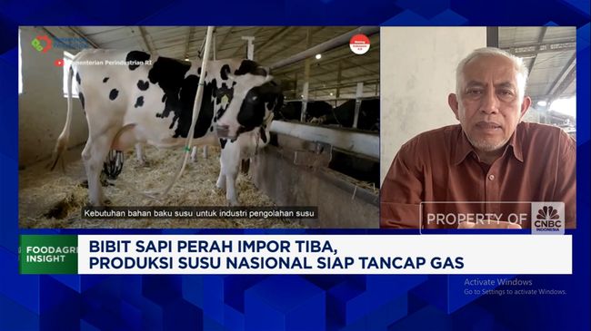 Peternak Rakyat Mengeluh Tak Dapat Jatah Dari Sapi Perah Impor