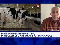Video: Peternak Rakyat Mengeluh Tak Dapat Jatah Dari Sapi Perah Impor