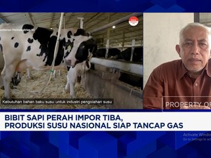 Video: Peternak Rakyat Mengeluh Tak Dapat Jatah Dari Sapi Perah Impor