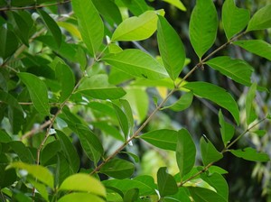 Sains di Balik Daun yang Diam
