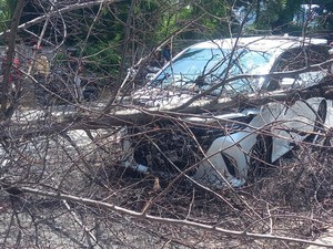 Pohon Tumbang di Jakbar Timpa Wanita Pengendara Motor hingga Terluka