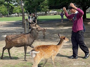 Ini Rasanya Berjumpa Rusa-rusa di Nara Park, Jepang