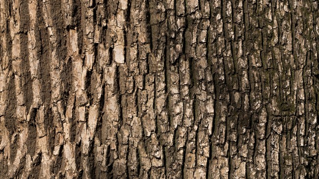 Orang Arab Bawa Kapal Besar ke Sumatra Cari Tanaman Disebut Al-Qur'an