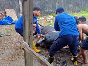 Susah Payah Damkar Lamongan Evakuasi Sapi Beahmana Terperosok Kubangan Lumpur