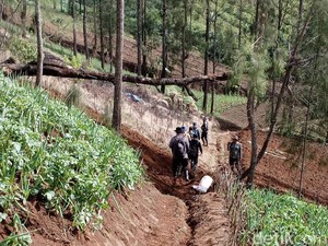 Patroli Gabungan Pastikan Ladang Ganja di TNBTS Tak Aktif Lagi