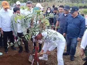 Kemenhut Tanam 50 Ribu Bibit Pohon di Puncak Bogor untuk Perbaiki DAS