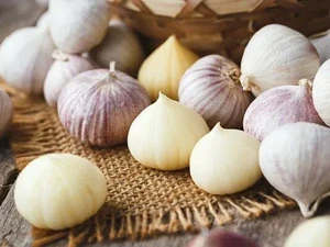Uniknya Solo Garlic, Bawang Putih yang Hanya Terdiri dari 1 Siung