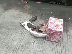 Video: Seusai Teror Kepala Babi, Kini Kantor Tempo Dikirimi Bangkai Tikus Terpenggal