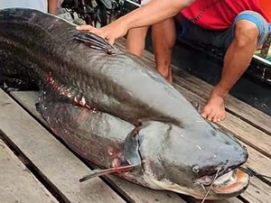 Wow! Warga Mempawah Dapat Ikan Tapah Seberat 75 Kg, Begini Penampakannya