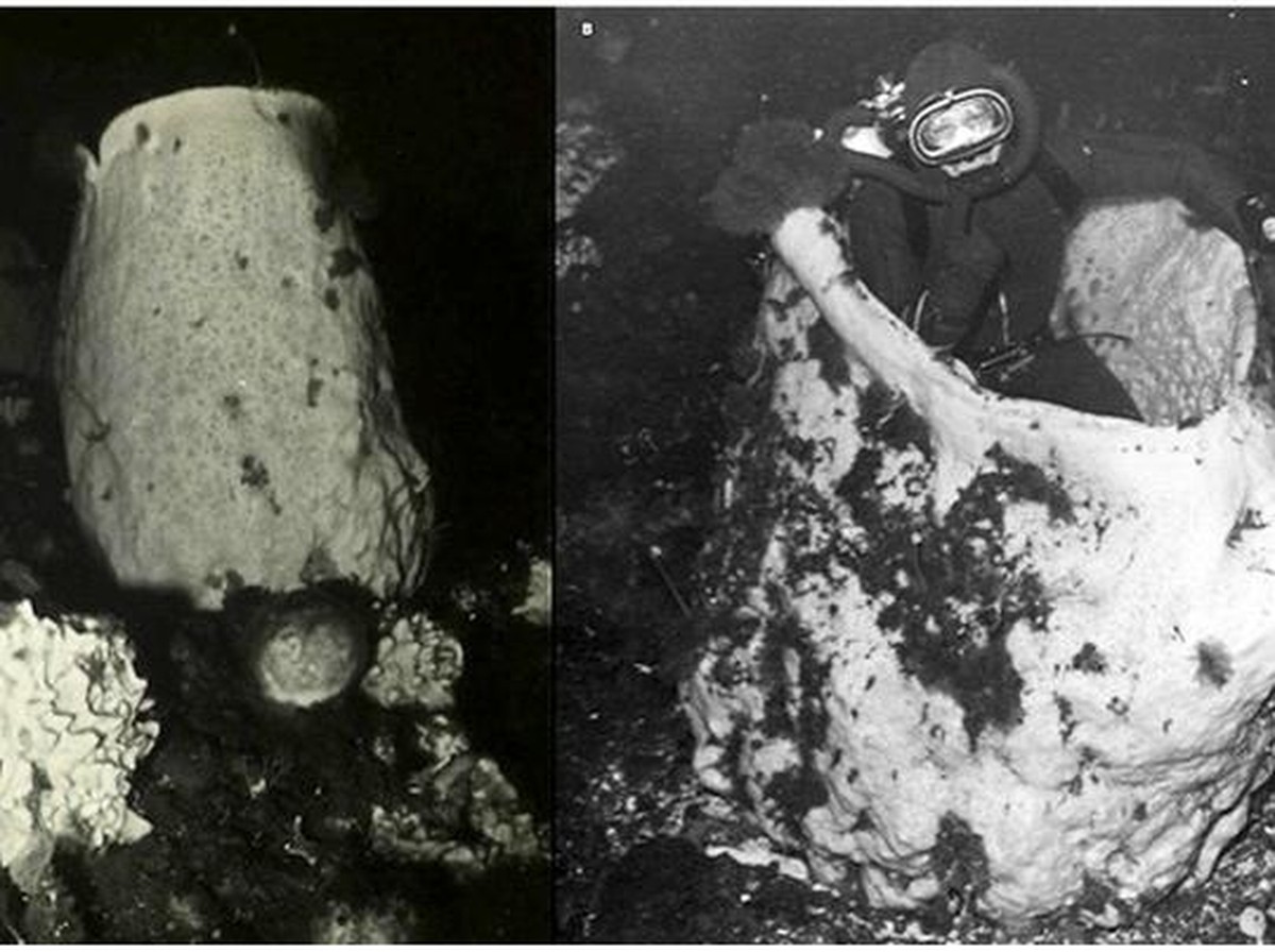 Ditemukan Hewan Spons Tertua di Dunia Berusia Ribuan Tahun di Antartika