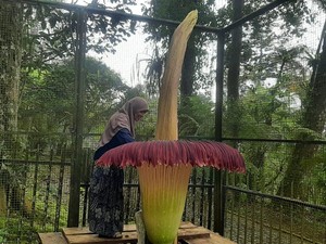 Langka! Bukan 4 Tahun Sekali, Bunga Bangkai di Cibodas Ini Mekar 2 Tahun Berturut