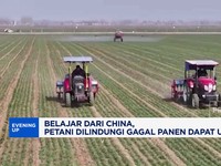 Video: Di China, Petani Gagal Panen Dilindungi Pemerintah