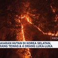 Video: Kebakaran Hutan di Korsel, 10 Orang Tewas & 4 Orang Terluka