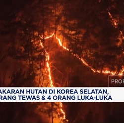 Video: Kebakaran Hutan di Korsel, 10 Orang Tewas & 4 Orang Terluka