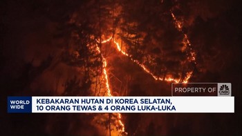 Video: Kebakaran Hutan di Korsel, 10 Orang Tewas & 4 Orang Terluka