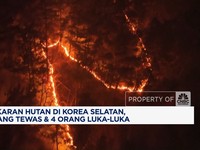 Video: Kebakaran Hutan di Korsel, 10 Orang Tewas & 4 Orang Terluka