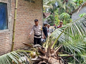 Wanita Lansia Tewas Tertimpa Pohon Kelapa di Kulon Progo