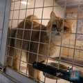 3 Negara yang Masih Konsumsi Daging Kucing, Ada Tetangga RI
