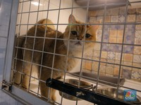 3 Negara yang Masih Konsumsi Daging Kucing, Ada Tetangga RI