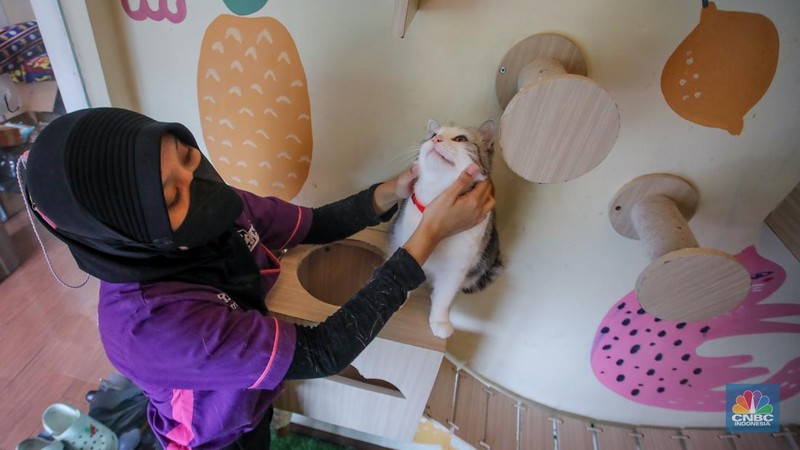 Menjelang libur dan cuti bersama Hari Raya Idul Fitri 1446 H jasa penitipan hewan peliharaan seperti Cat Hotel banyak diminati. (CNBC Indonesia/Faisal Rahman)