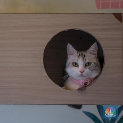 Ahli Ungkap 4 Alasan Ilmiah Kenapa Kucing Takut Air