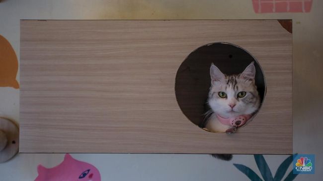 Ahli Ungkap 4 Alasan Ilmiah Kenapa Kucing Takut Air