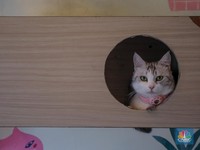 Ahli Ungkap 4 Alasan Ilmiah Kenapa Kucing Takut Air