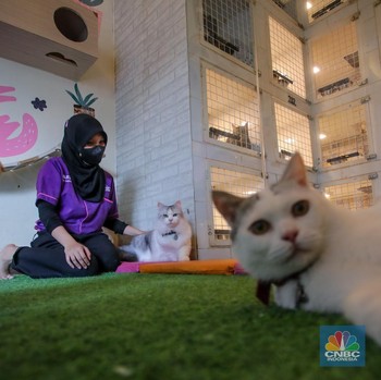 Potret Hotel Kucing Penuh di Musim Mudik Lebaran 2025
