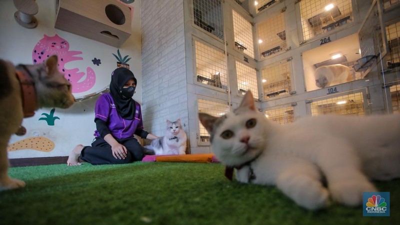 Menjelang libur dan cuti bersama Hari Raya Idul Fitri 1446 H jasa penitipan hewan peliharaan seperti Cat Hotel banyak diminati. (CNBC Indonesia/Faisal Rahman)