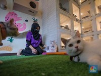 Potret Hotel Kucing Penuh di Musim Mudik Lebaran 2025