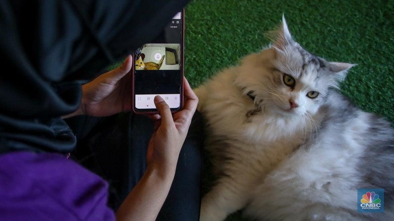 Menjelang libur dan cuti bersama Hari Raya Idul Fitri 1446 H jasa penitipan hewan peliharaan seperti Cat Hotel banyak diminati. (CNBC Indonesia/Faisal Rahman)