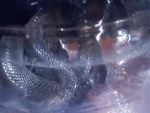 Cerita Evakuasi Kobra dan Ular Pelangi yang Bikin Heboh Tempat Hajatan Klaten